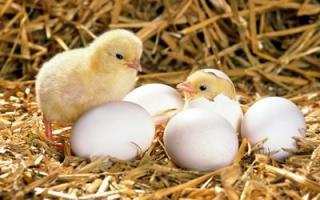 К чему снятся тухлые куриные яйца: девушке, женщине, беременной, мужчине, семейной паре – толкование по разным сонникам