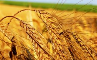 Загадки и сказки о пшенице картотека (старшая группа) на тему Загадки про соломку рожь пшеницу ячмень