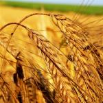 Загадки и сказки о пшенице картотека (старшая группа) на тему Загадки про соломку рожь пшеницу ячмень