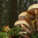 К чему снятся белые грибы — толкование сна по сонникам