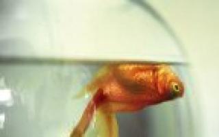 Почему приснилась вяленая рыба: расшифровка по сонникам